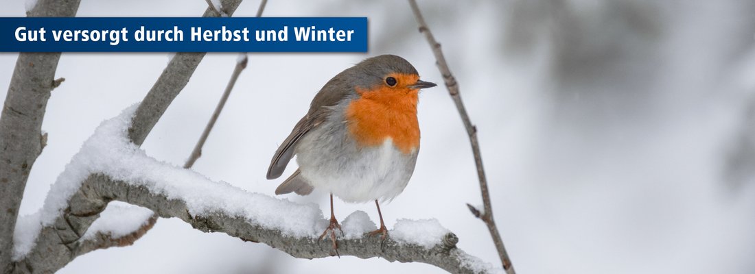 Wildvogel sitzt auf Ast im Winter